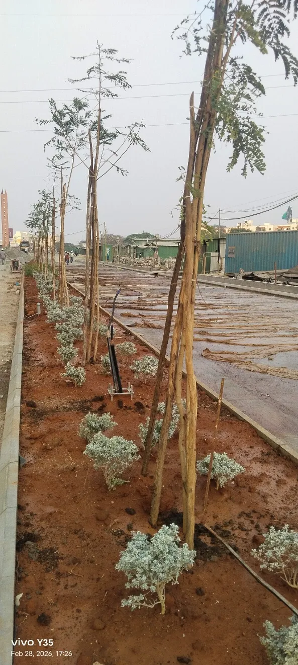 Project Progress Photographs CDP Road Planting