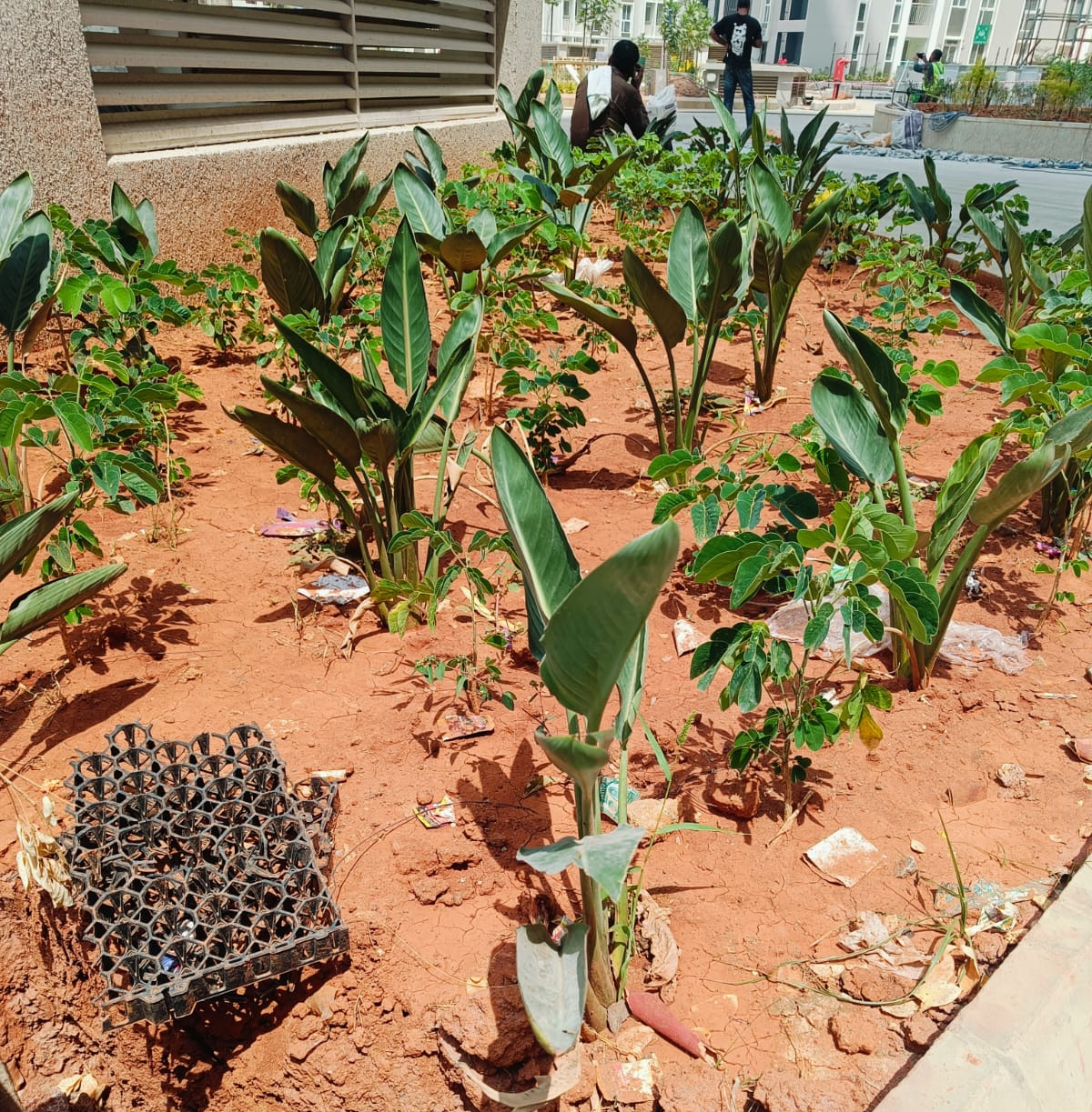 Landscaping and hardscape works in progress