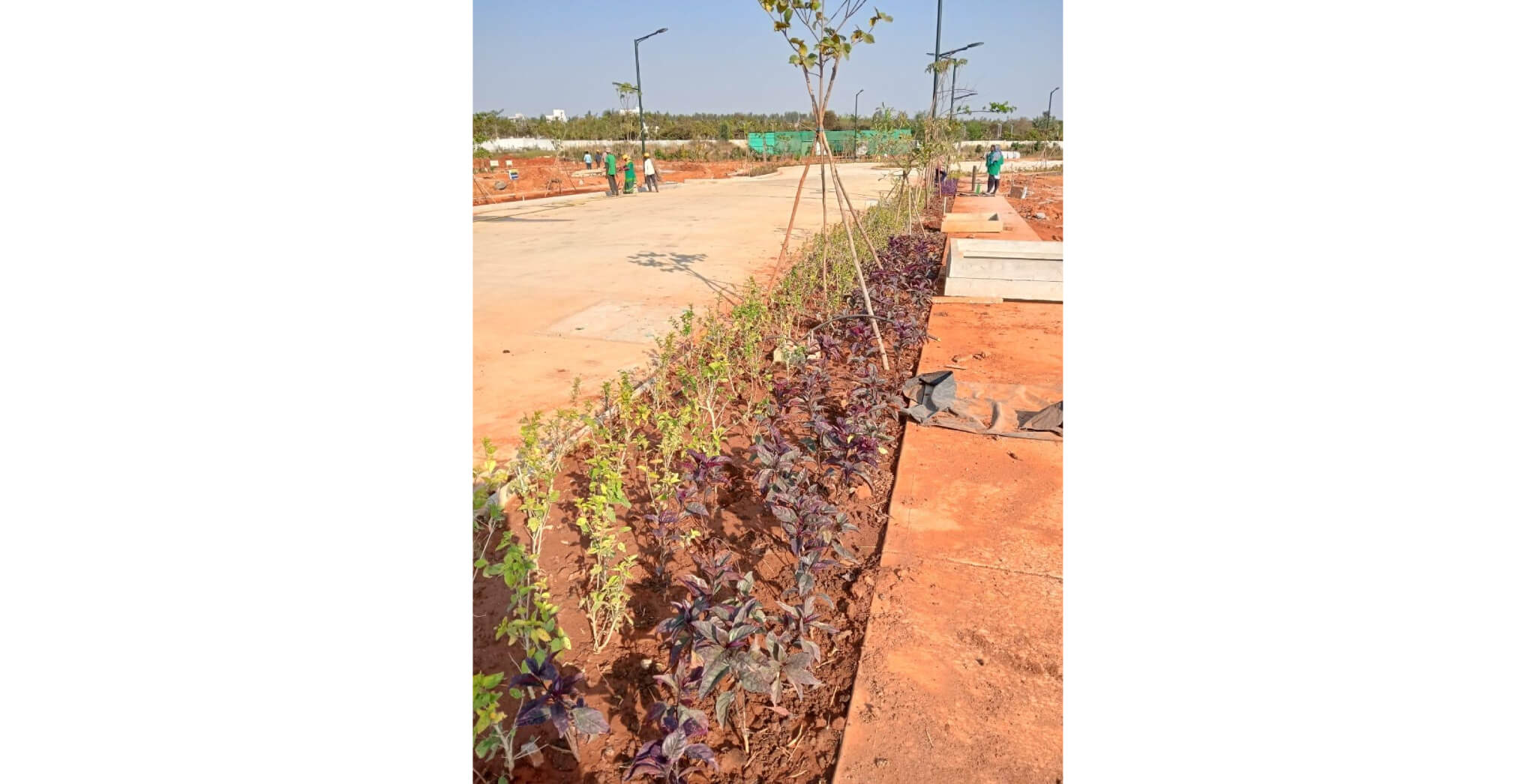 Spine Road – Shrubs planting in progress - Feb 2024