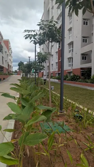PLANTING