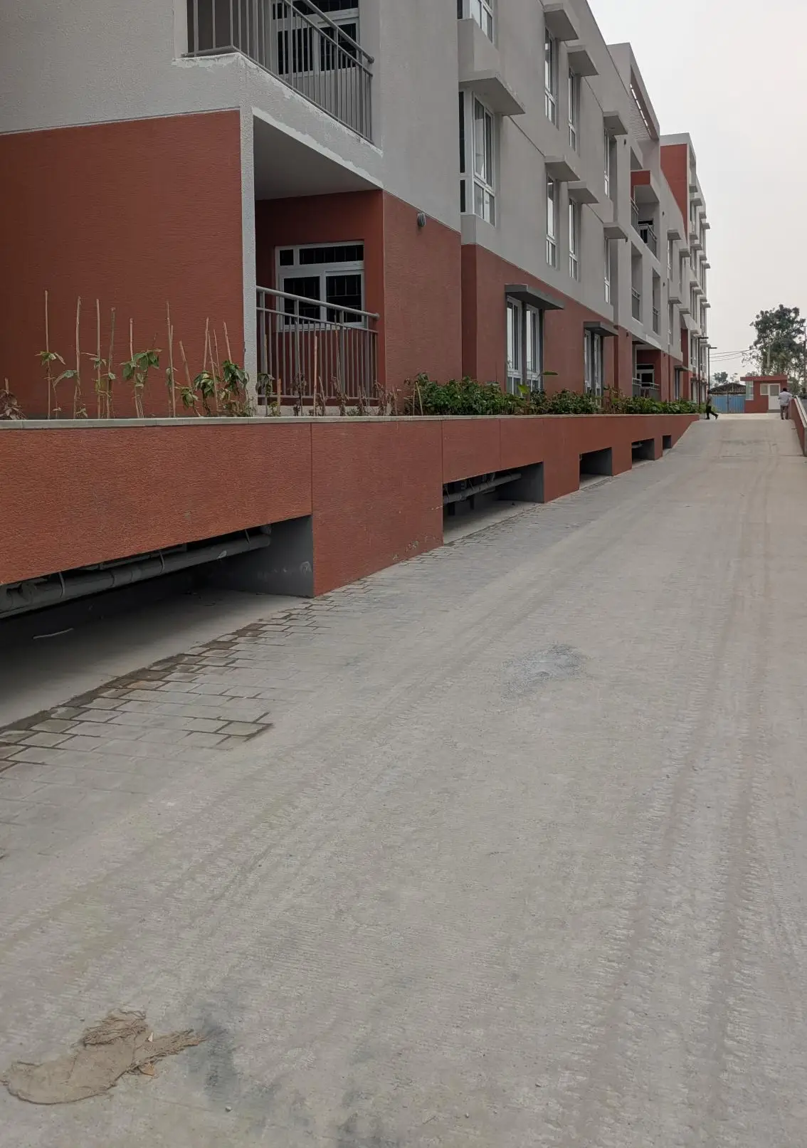 4 Acre – West Driveway, Planting